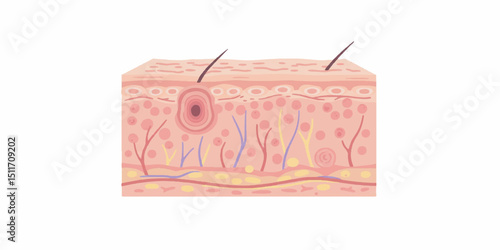 Human Skin Anatomy Vector, Epidermis Layers Medical Diagram