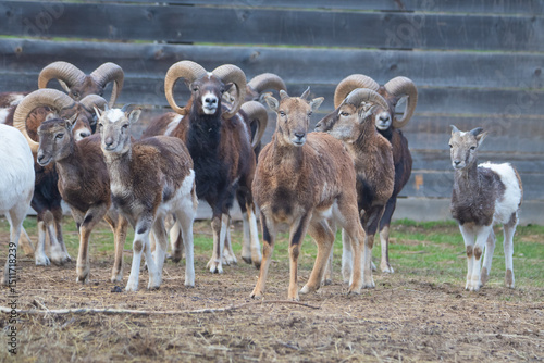 A herd of mouflons in a zoological park. Ovis musimon sheep.