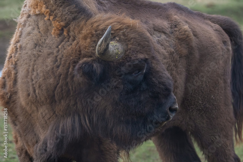An european bison (Bison bonasus) in the Carpathian Mountains, Romania. 
