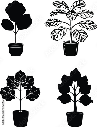 Fiddle leaf fig plant silhouette vector set.