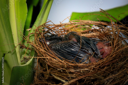 Mother bird feeds her babies in the nest, newborn baby bird in the nest ,Red-whiskered Bulbul