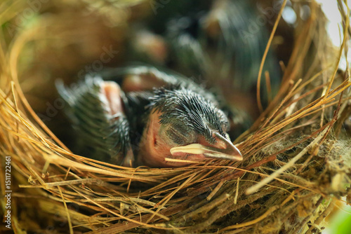 Mother bird feeds her babies in the nest, newborn baby bird in the nest ,Red-whiskered Bulbul