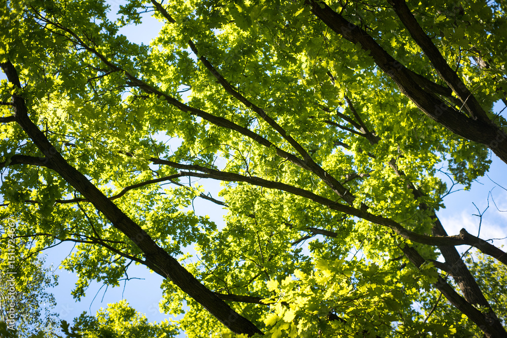 Fototapeta premium Branches of an oak tree. 