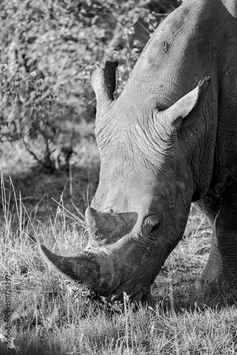 Portrait of a rhino eating grass, Timbavati private reserve, Greater Kruger National Park, South Africa
