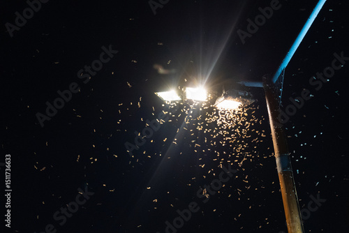 Photos Midges Fly into Light, Clouds of Insects Swirl Around Lantern at Night, Summer I