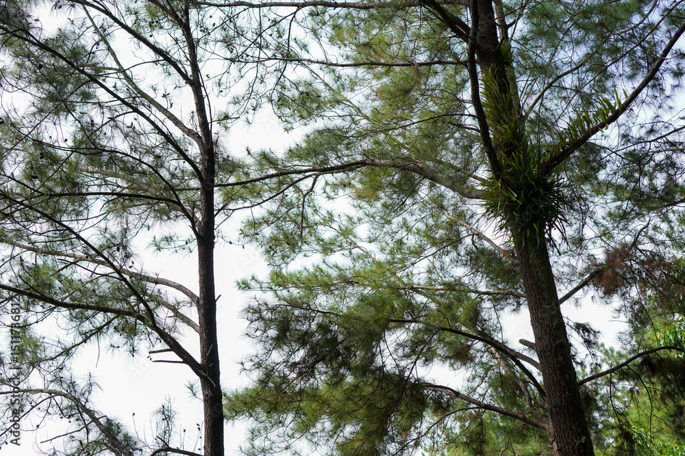 Obraz premium Green Forest with Ferns Growing on Pine Tree