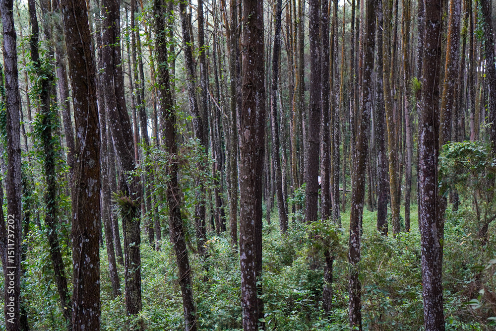 Fototapeta premium Dense Pine Forest with Lush Green Vegetation