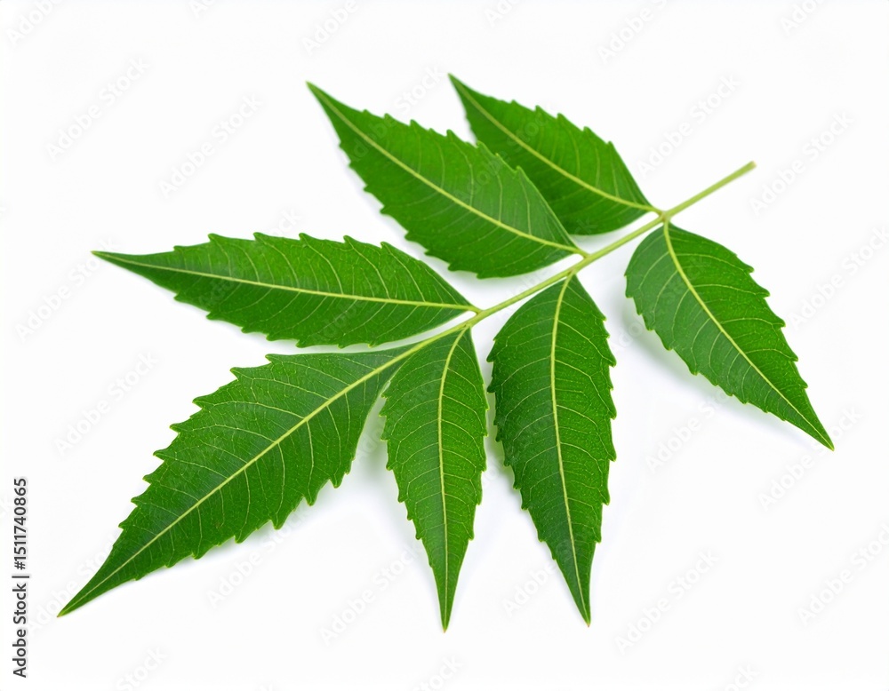 Fototapeta premium Neem leave isolated on white background