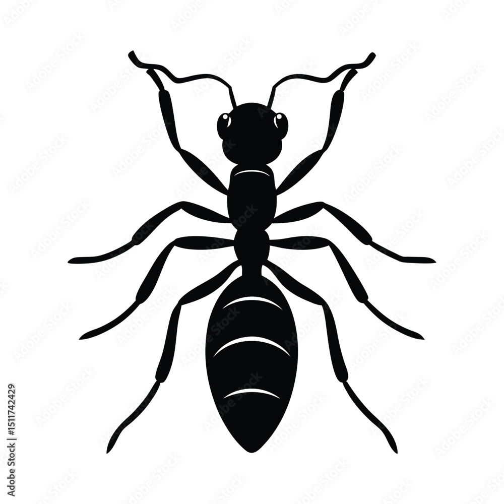 Ant insect detailed silhouette on white background Ant insect detailed silhouette on white background