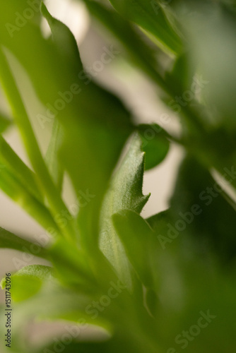 Wallpaper Mural Close-up of human eye from the side Torontodigital.ca