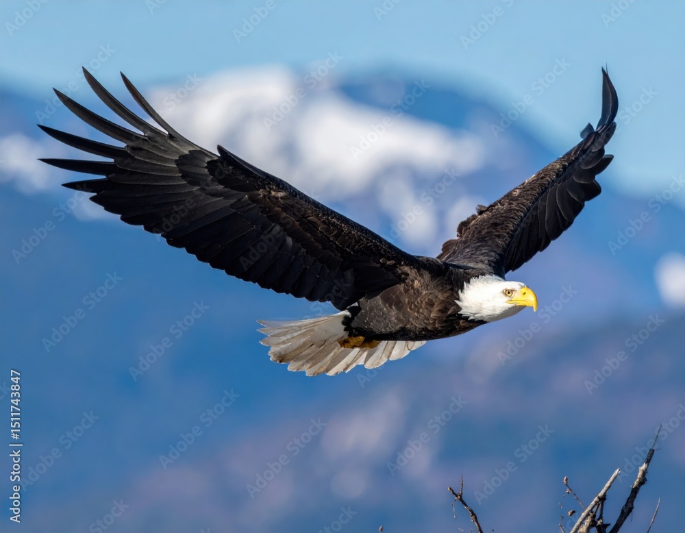 Naklejka premium bald eagle soaring with outstretched wings against dramatic blue cloudy sky in powerful flight display.