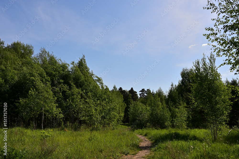 A path in the undergrowth leading into the forest. A path in the undergrowth leading into the forest.