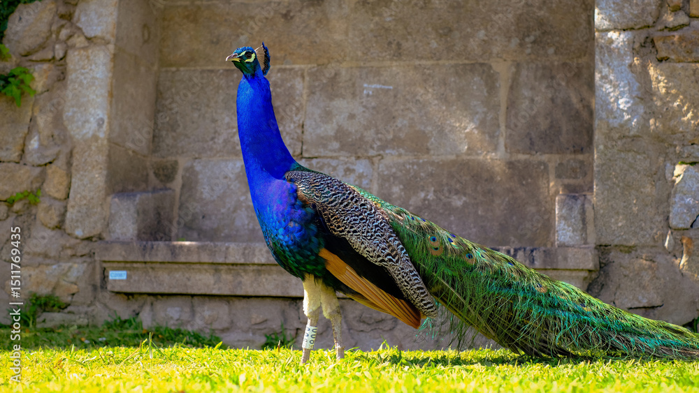 Obraz premium A majestic peacock stands proudly on green grass against a stone wall background