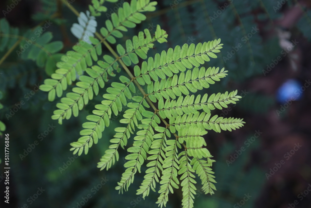 Delicate Green Tamarind Leaves in Sharp Focus Against a Blurred Background. Delicate Green Tamarind Leaves in Sharp Focus Against a Blurred Background.
