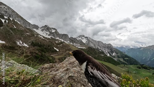 Collared blackbird, Turdus torquatus, merlo dal collare	