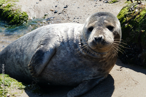 Seehunde Phoca vitulina am Strand 
