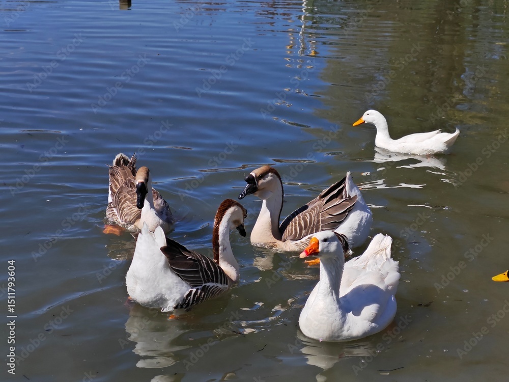 Fototapeta premium family of ducks