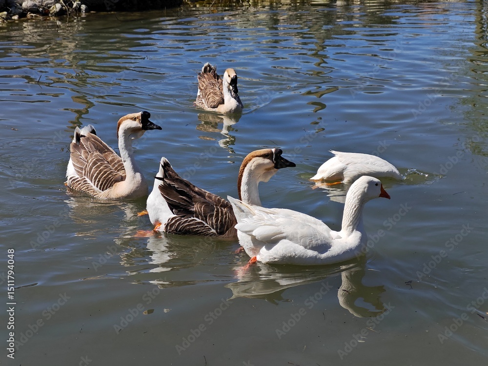 Fototapeta premium family of geese
