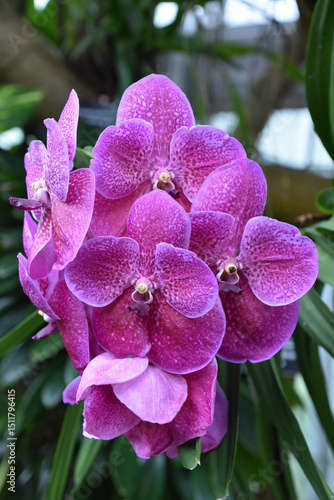 Collection of Pink Orchid Flower Blossoms