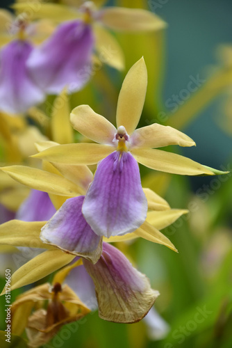 Pastel Yellow and Pink Orchid Blooming and Flowering