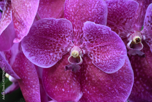 Amazing Close Up of a Pink Orchid in Bloom