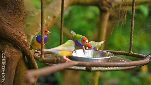 Close-Up of a Colorful Gouldian Finch - Chloebia gouldiae