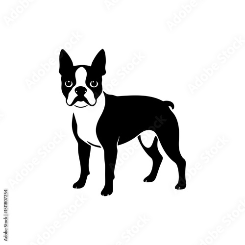 Boston Terrier Dog Silhouette Isolated on Transparent Background