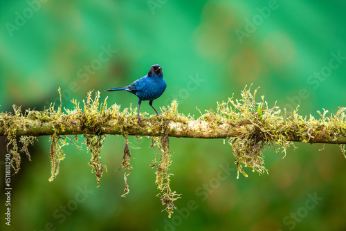 The masked flower borer is a species of bird in the tanager family Thraupidae. It is found in moist montane forests and scrublands in Venezuela, Colombia, Ecuador, Peru and Bolivia.