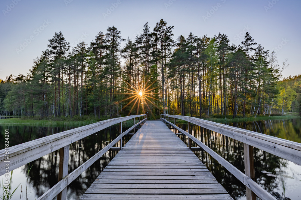 Fototapeta premium wooden bridge in the forest