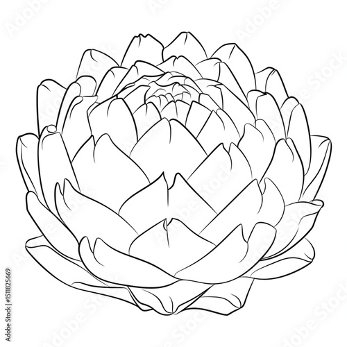  vector illustration fruit coloring page 