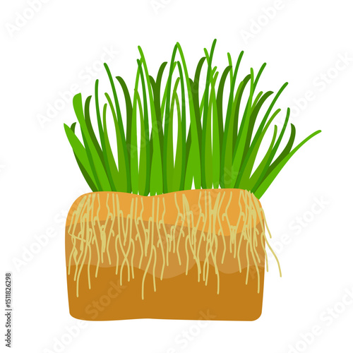 Grass with roots in soil isolated on white background. Tuft of fresh spring grass. Green thick weed. Nutritious sprouts. Rooted green organic plants. Big tussock. Lawn care. Stock vector illustration
