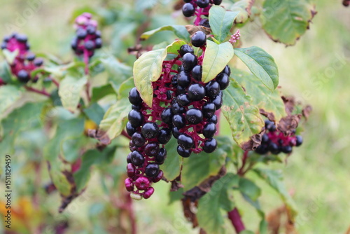 Phytolacca, Kermesbeere