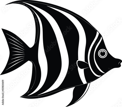 angelfish  saltwater  illustration on white 