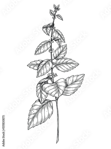 Vector illustration of Lemon Balm branch in outline style. Linear engraving of aromatic herb painted by black inks for cooking book or recipe card. Engraving of Melissa for organic cosmetic design.