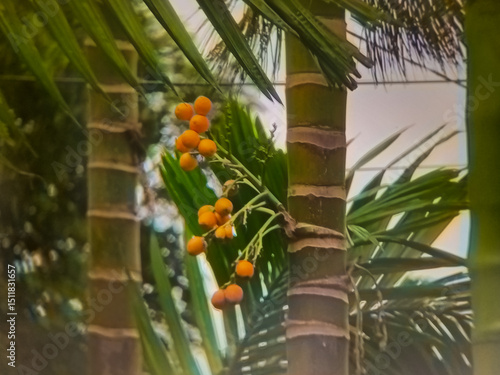 areca nut tree bearing fruit in the garden