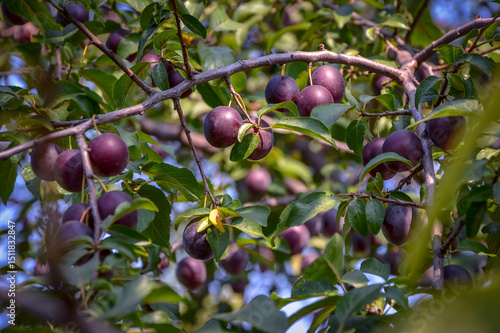 Wallpaper Mural Ripening cherry plum on a tree in the garden. Torontodigital.ca