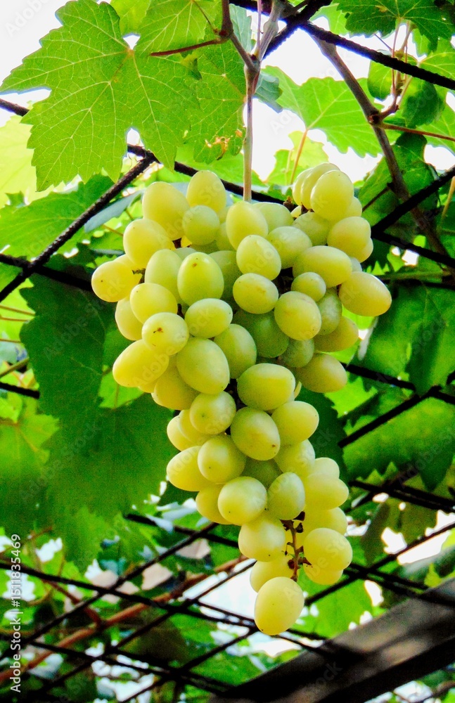 Cluster of grapes on the grapevine canopy Cluster of grapes on the grapevine canopy