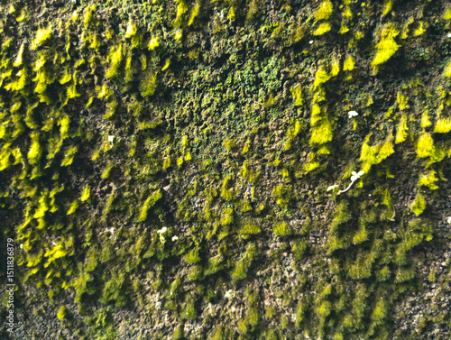 green mossy wall textured background