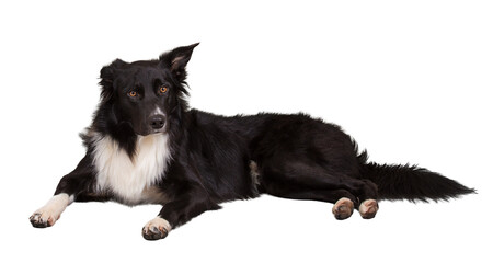 Attentive purebred border collie dog lying on the floor one ear bent, full length portrait looking to camera isolated on transparent background