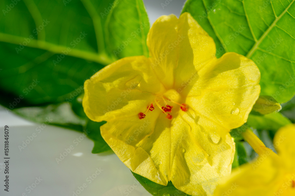 Fototapeta premium Four o'clock Covered in tiny droplets, this bright yellow flower glows with freshness, its red stamens adding a lively contrast against lush green leaves and a crisp white background.