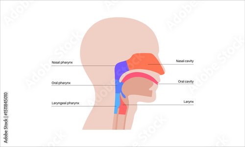 Throat anatomy poster