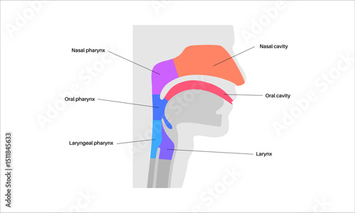Throat anatomy poster