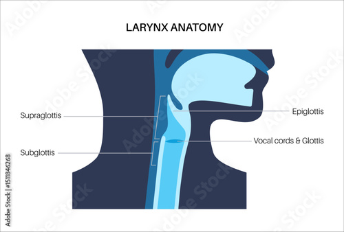 Larynx anatomy poster
