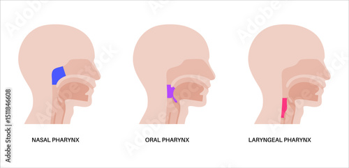 Pharynx anatomy poster
