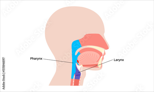 Pharynx and larynx