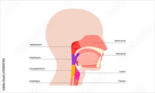 Throat anatomy poster