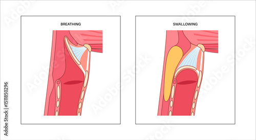Breathing and swallowing