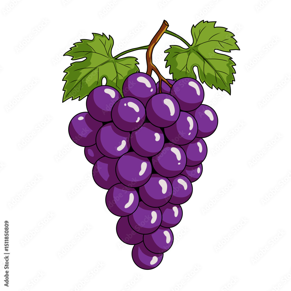 Fototapeta premium A vector illustration of a cluster of purple grapes with green leaves and a stem