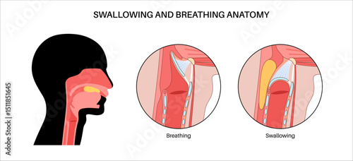 Breathing and swallowing