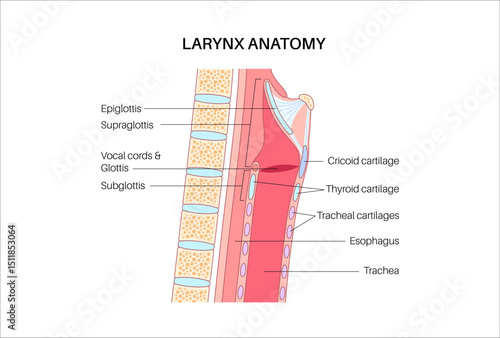 Larynx anatomy poster